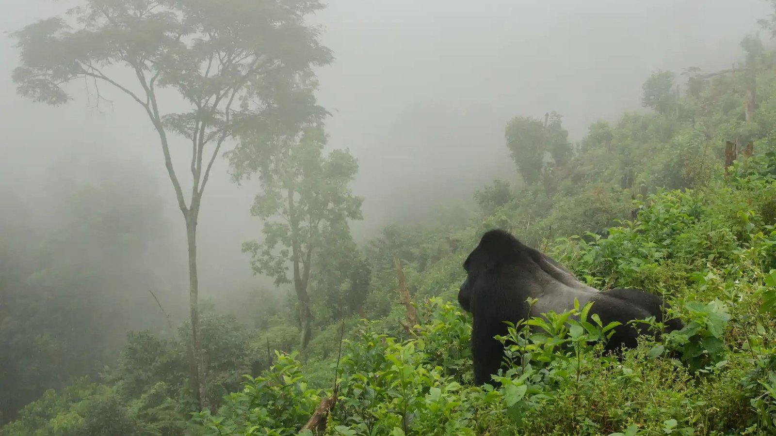 Lake Bunyonyi (Uganda) | Orugano Safaris Uganda