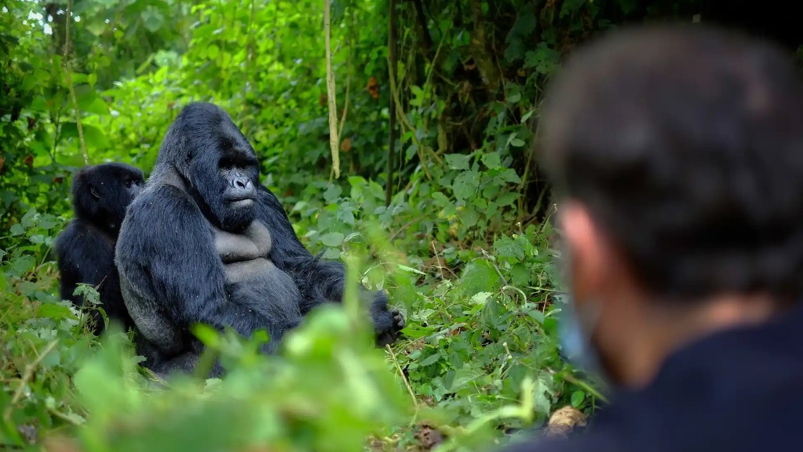10-Day Uganda Gorillas & Kenya Safari | Orugano Safaris Uganda
