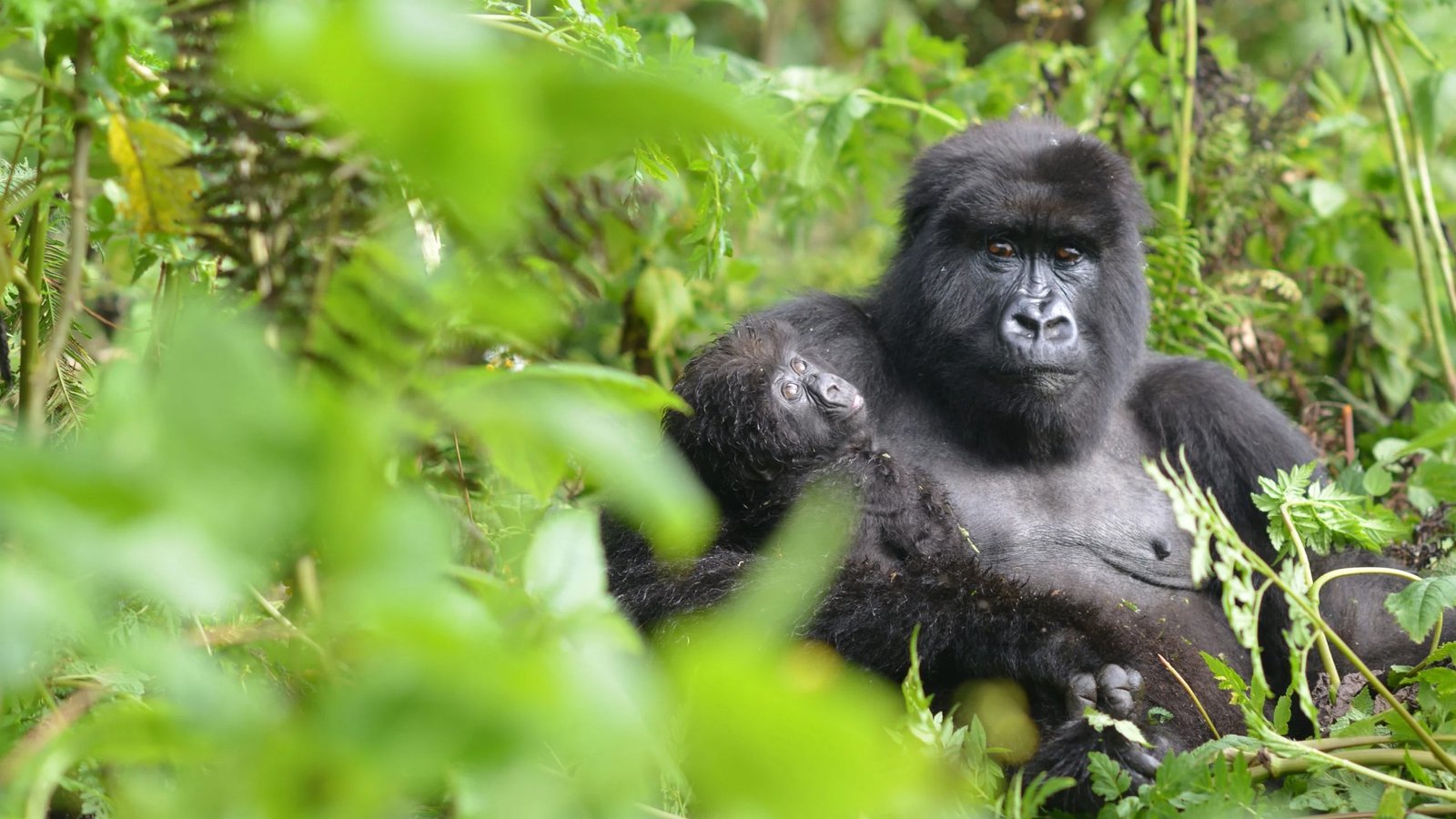 Gorilla trekking in Bwindi