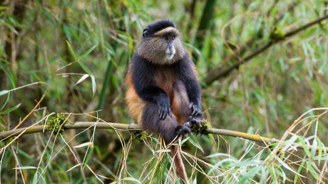 Golden Monekeys | Orugano Safaris Uganda