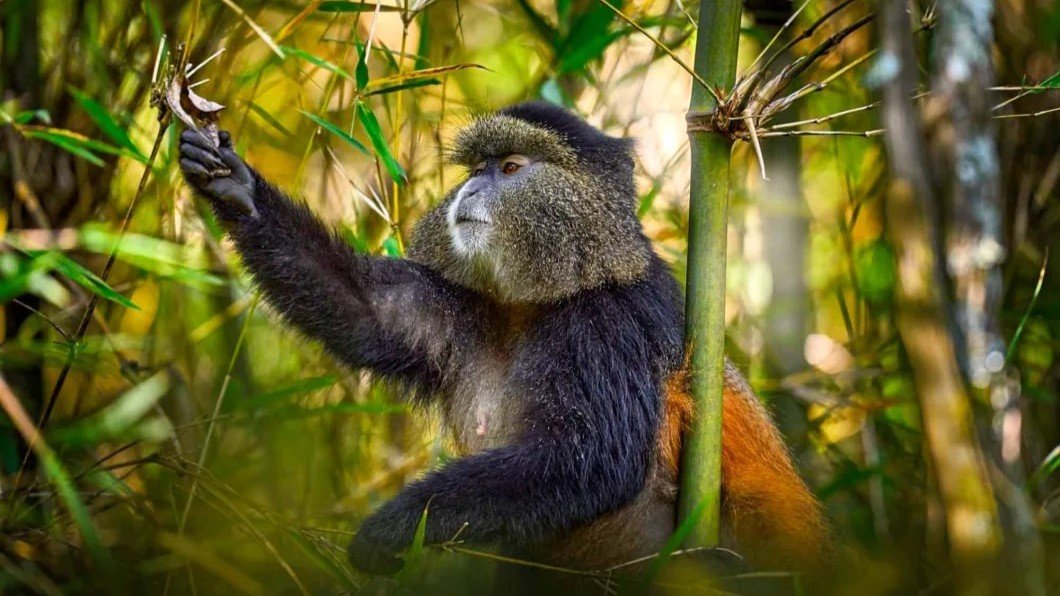Golden Monkey Trekking | Orugano Safaris Uganda