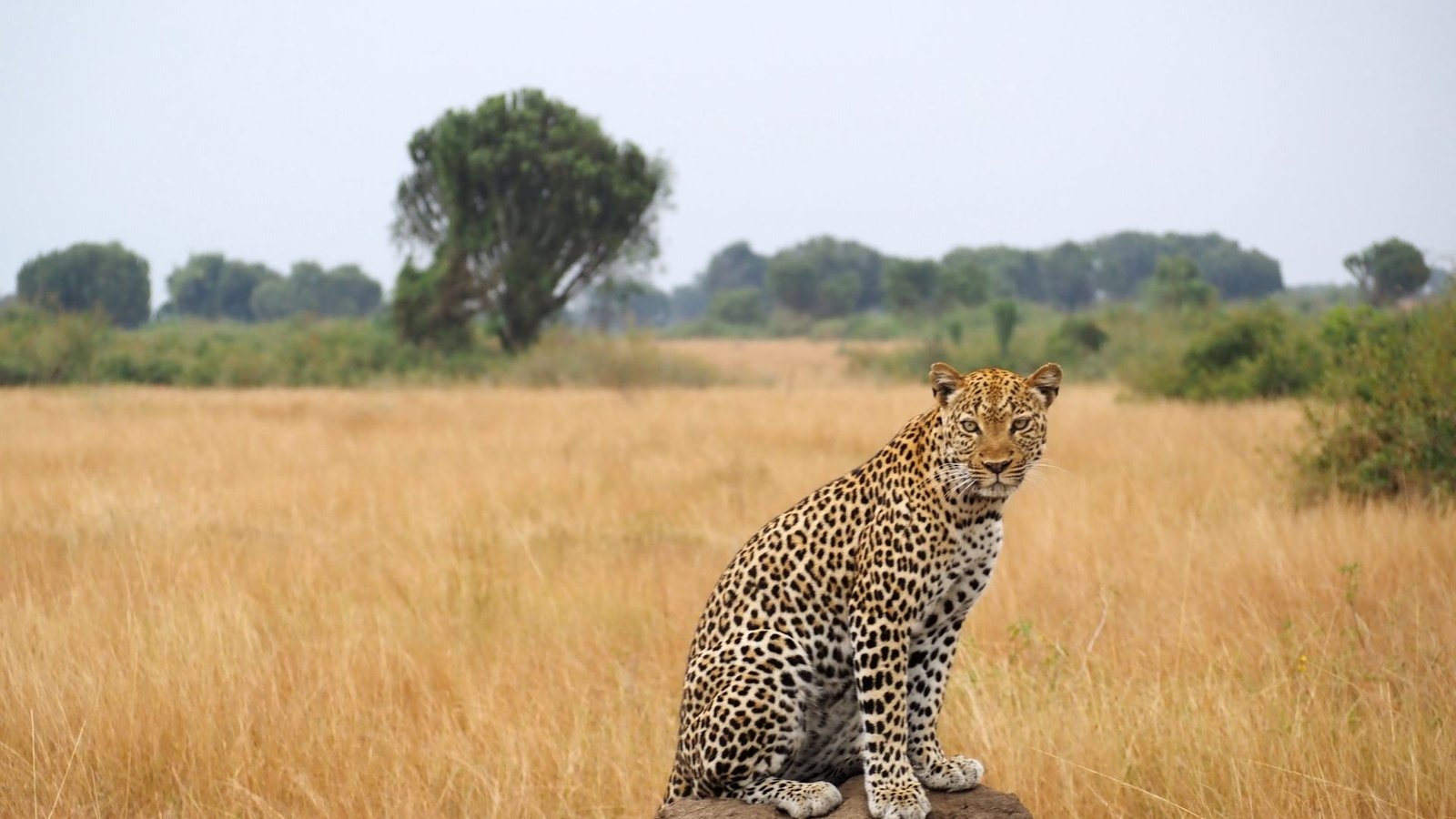 Gorilla Safaris | Orugano Safaris Uganda