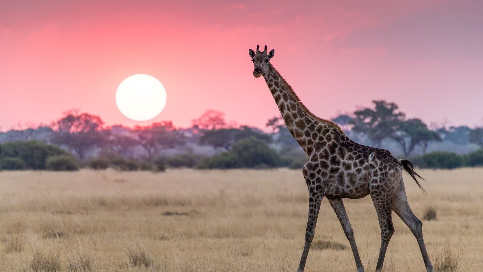 Gorilla Safaris Re | Orugano Safaris Uganda
