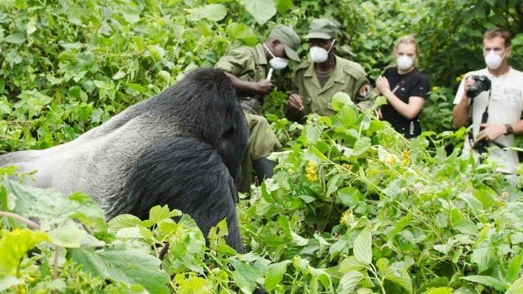 Gorilla trekking in Bwindi Impenetrable Forest Uganda with Orugano Safaris.