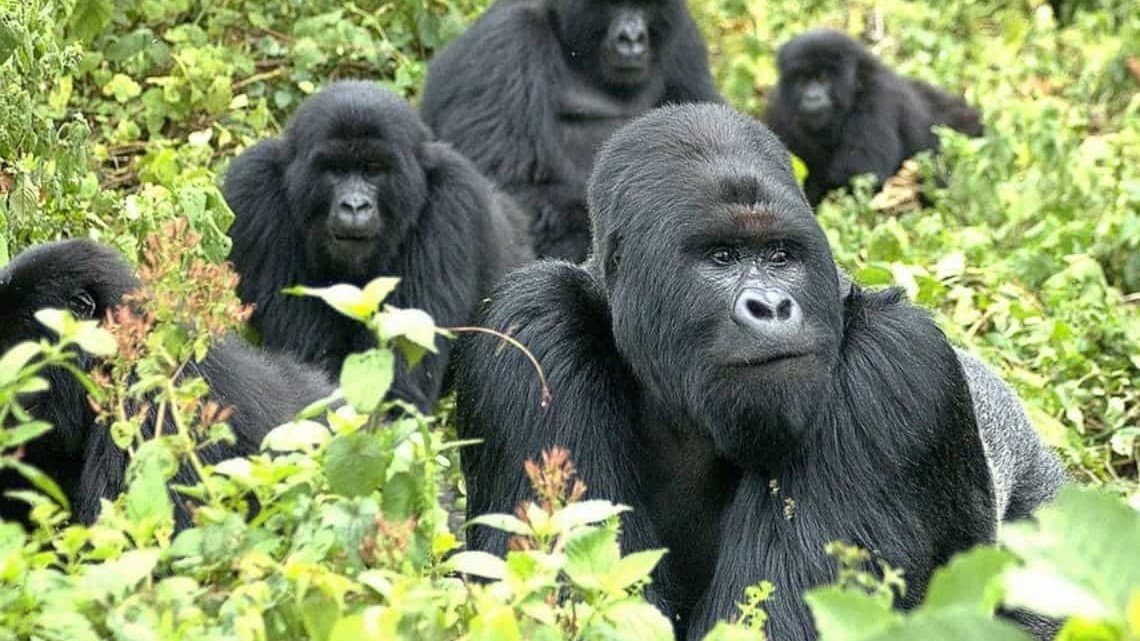 Gorilla Trekk | Orugano Safaris Uganda