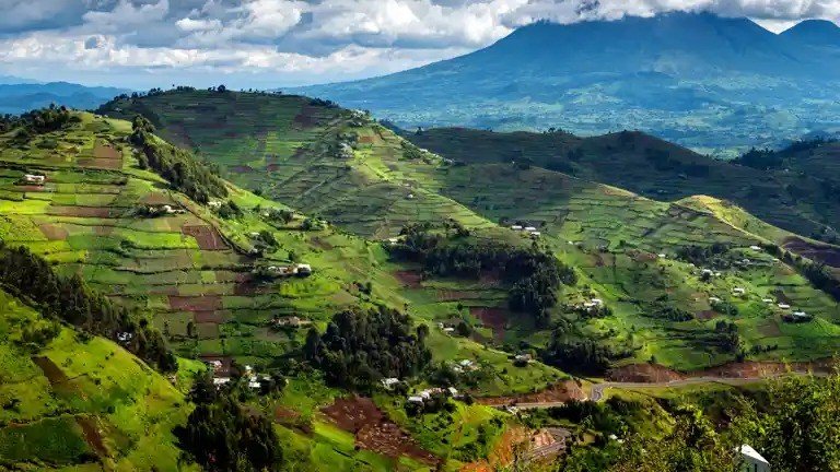 How Difficult Is Gorilla Trekkin | Orugano Safaris Uganda