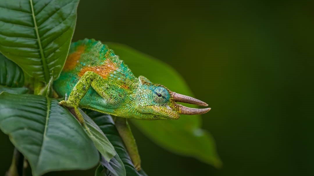 A rare three-horned chameleon resting on a branch at Orugano Bwindi Lodge, showcasing the unique animals of Uganda.