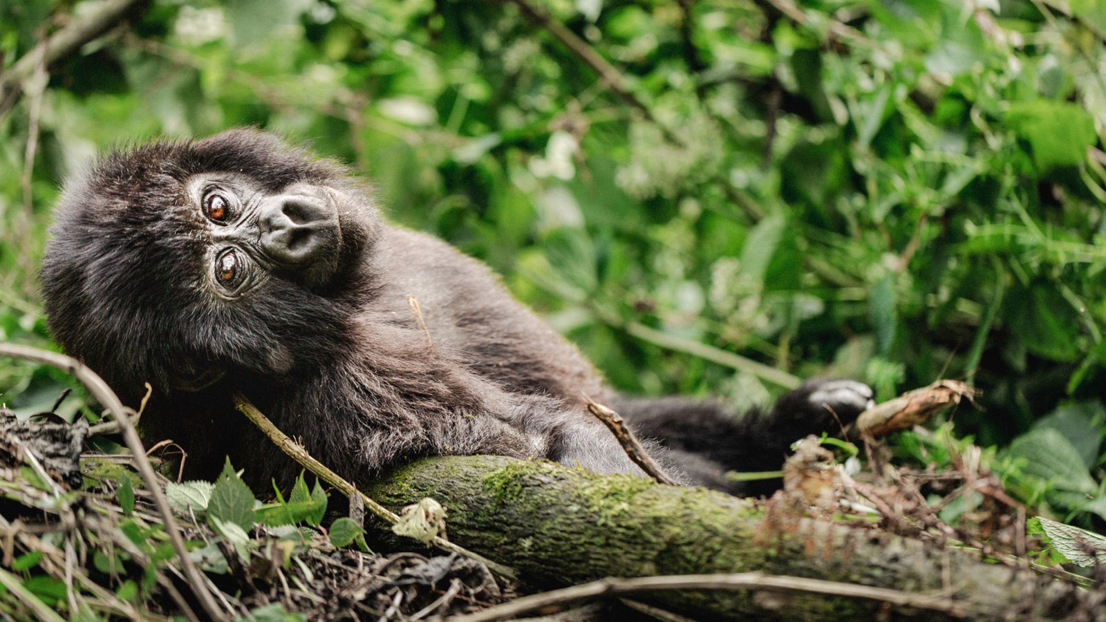 Uganda Header | Orugano Safaris Uganda