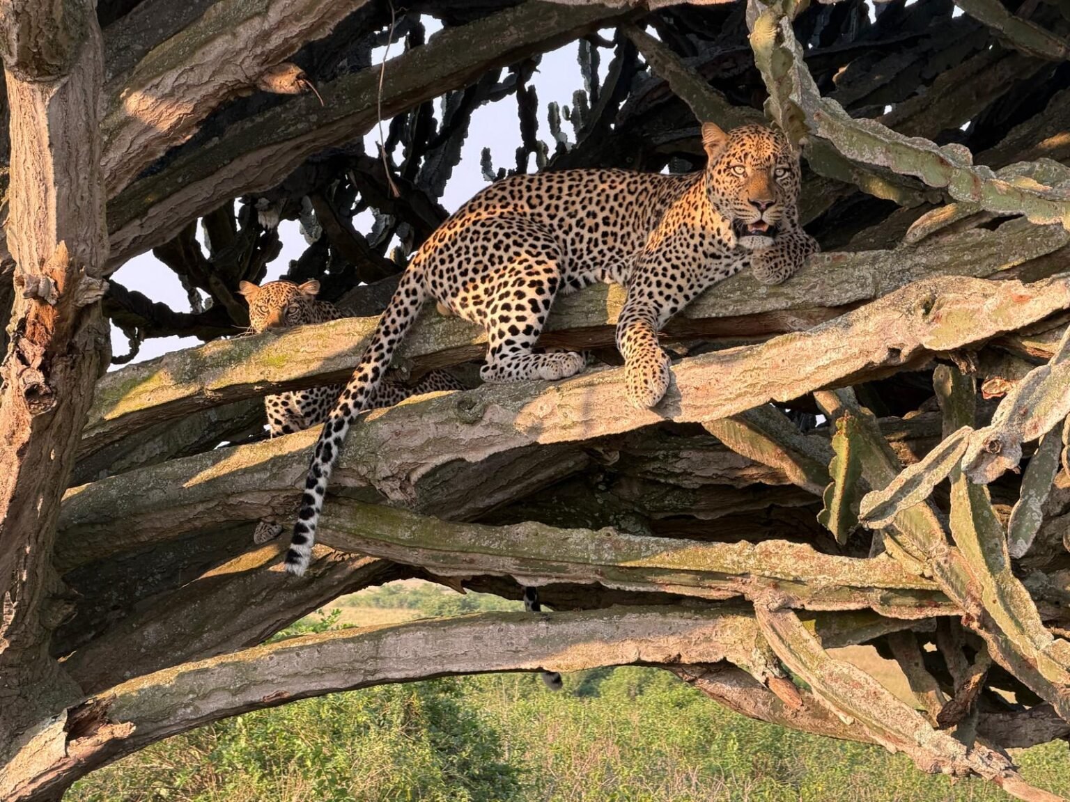 Leopard resting among tree branches in Queen Elizabeth National Park