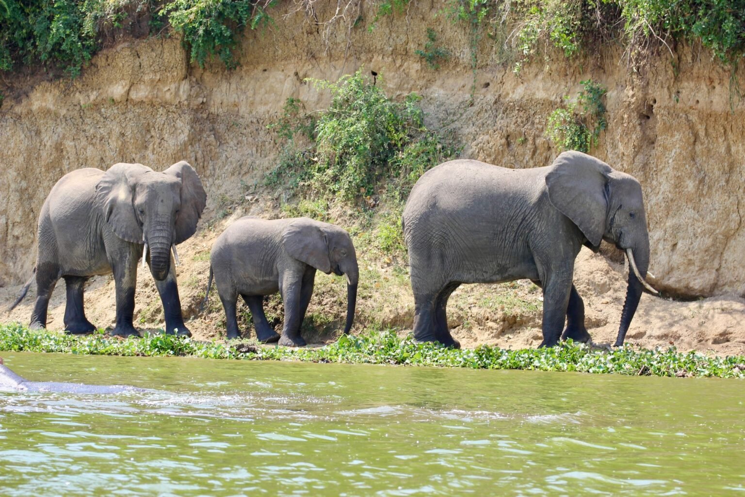 Elephant family at the water’s edge below a sandy riverbank