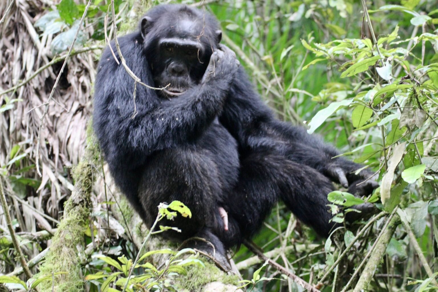 Chimpanzee among forest vegetation