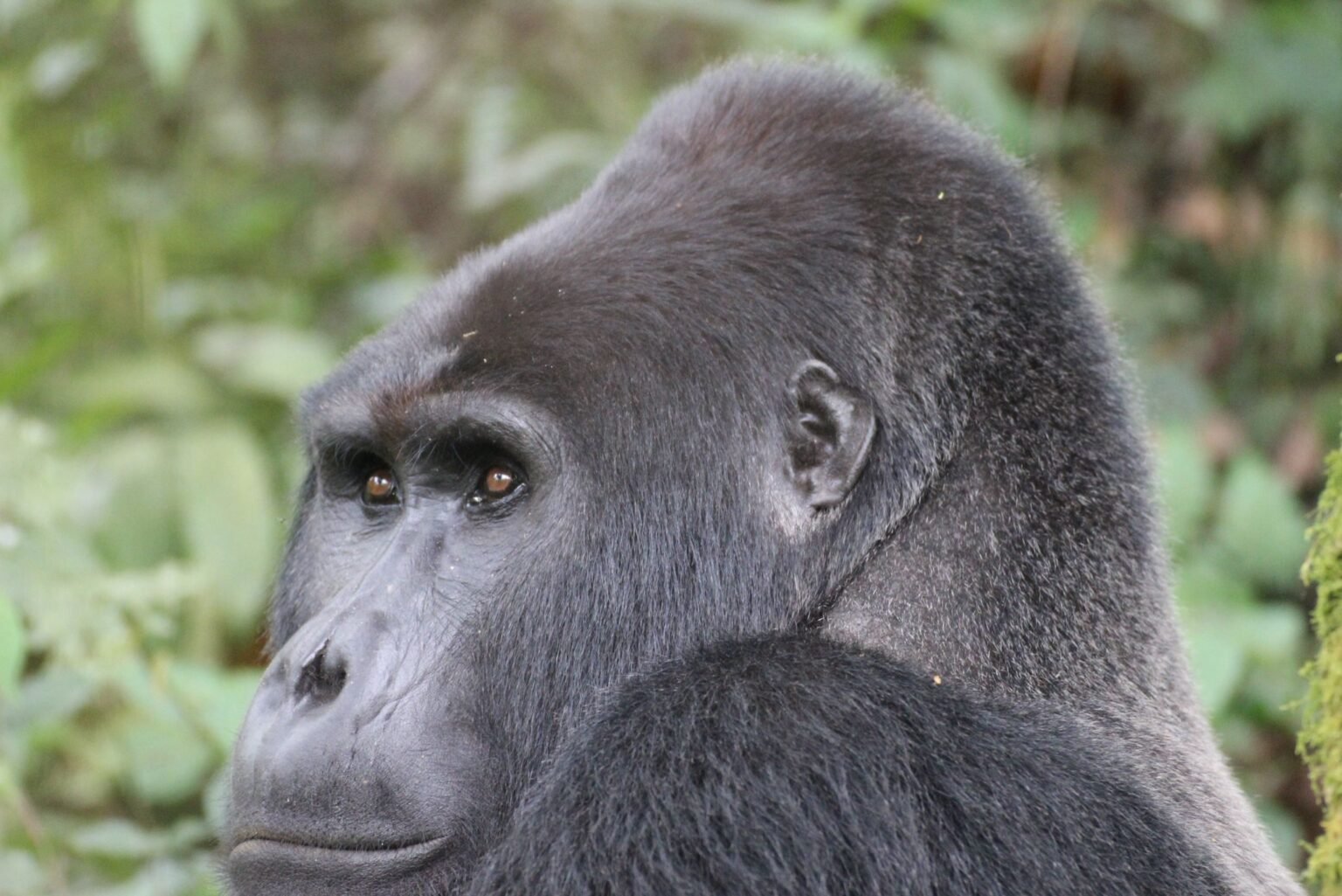 Close-up of a gorilla