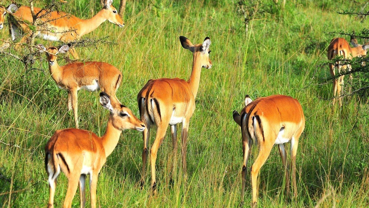 8-Day Best of Uganda Safari | Orugano Safaris Uganda