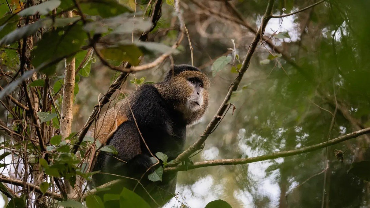 Golden Monkey Sabyinyo Volcanoes | Orugano Safaris Uganda
