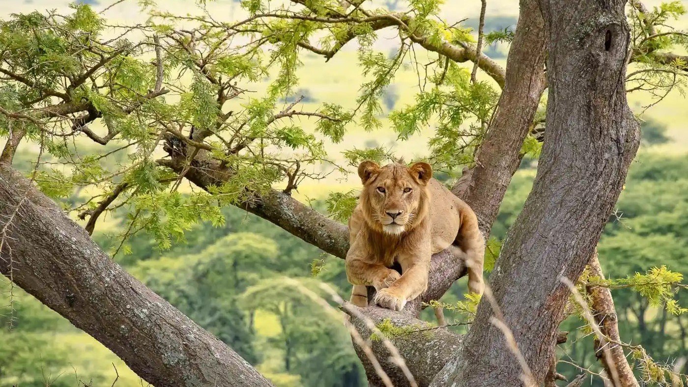 Queen Elizabeth National Park | Orugano Safaris Uganda