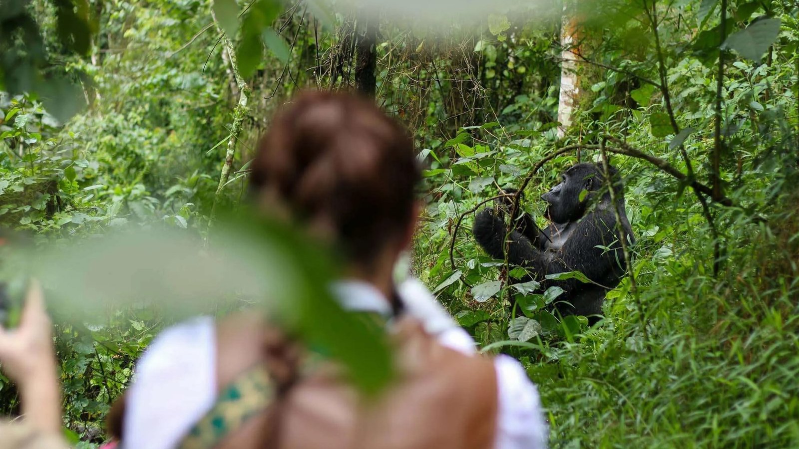 Watching The Silverback Bwindi | Orugano Safaris Uganda