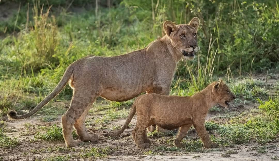 East Africa safari landscape - Orugano Safaris