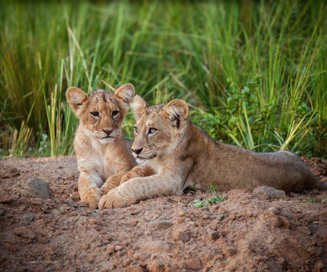 Lion cubs in Masai Mara national park Orugano Safaris