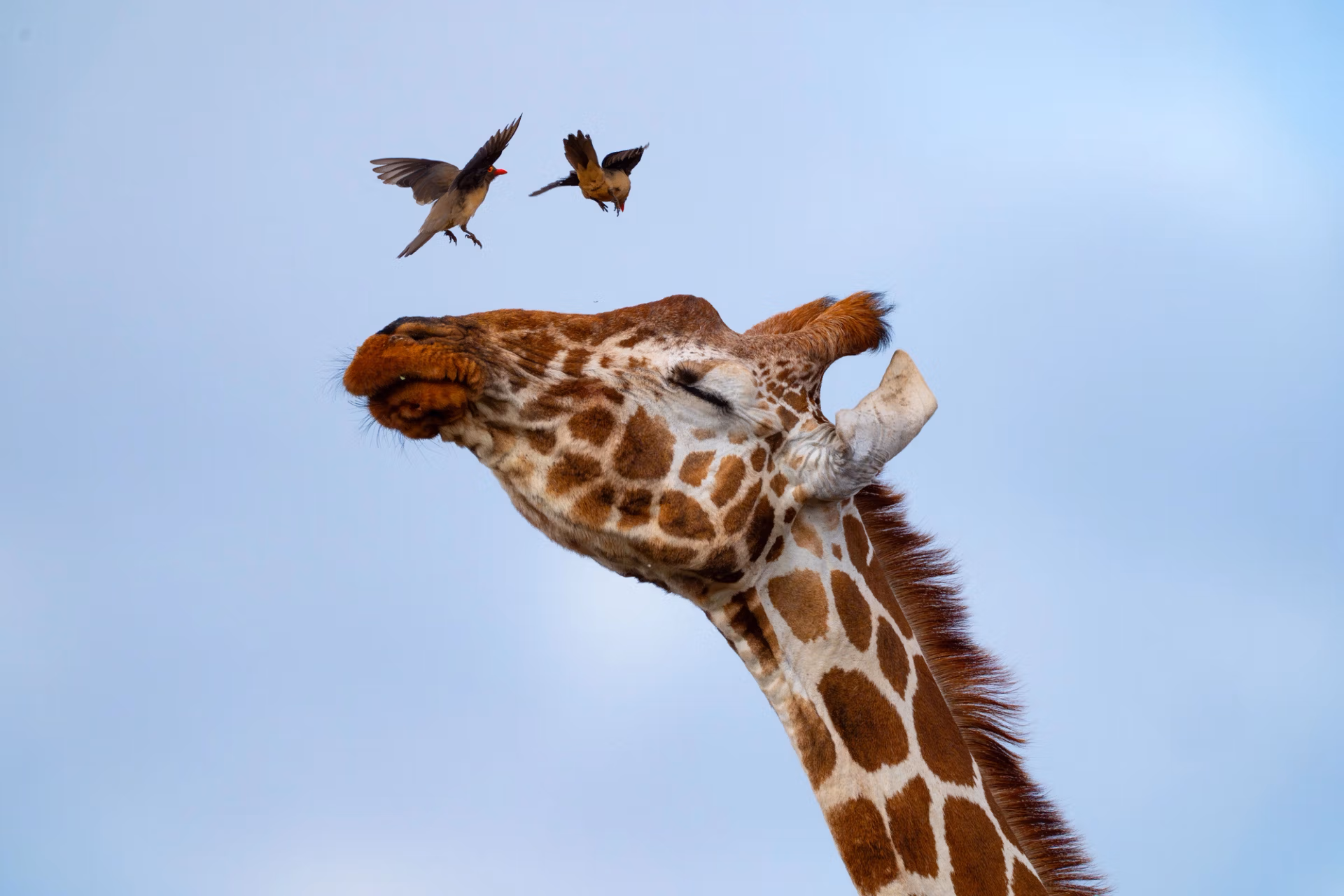 25 Unique Animals in Uganda Beyond the Big 5 | Orugano Safaris Uganda