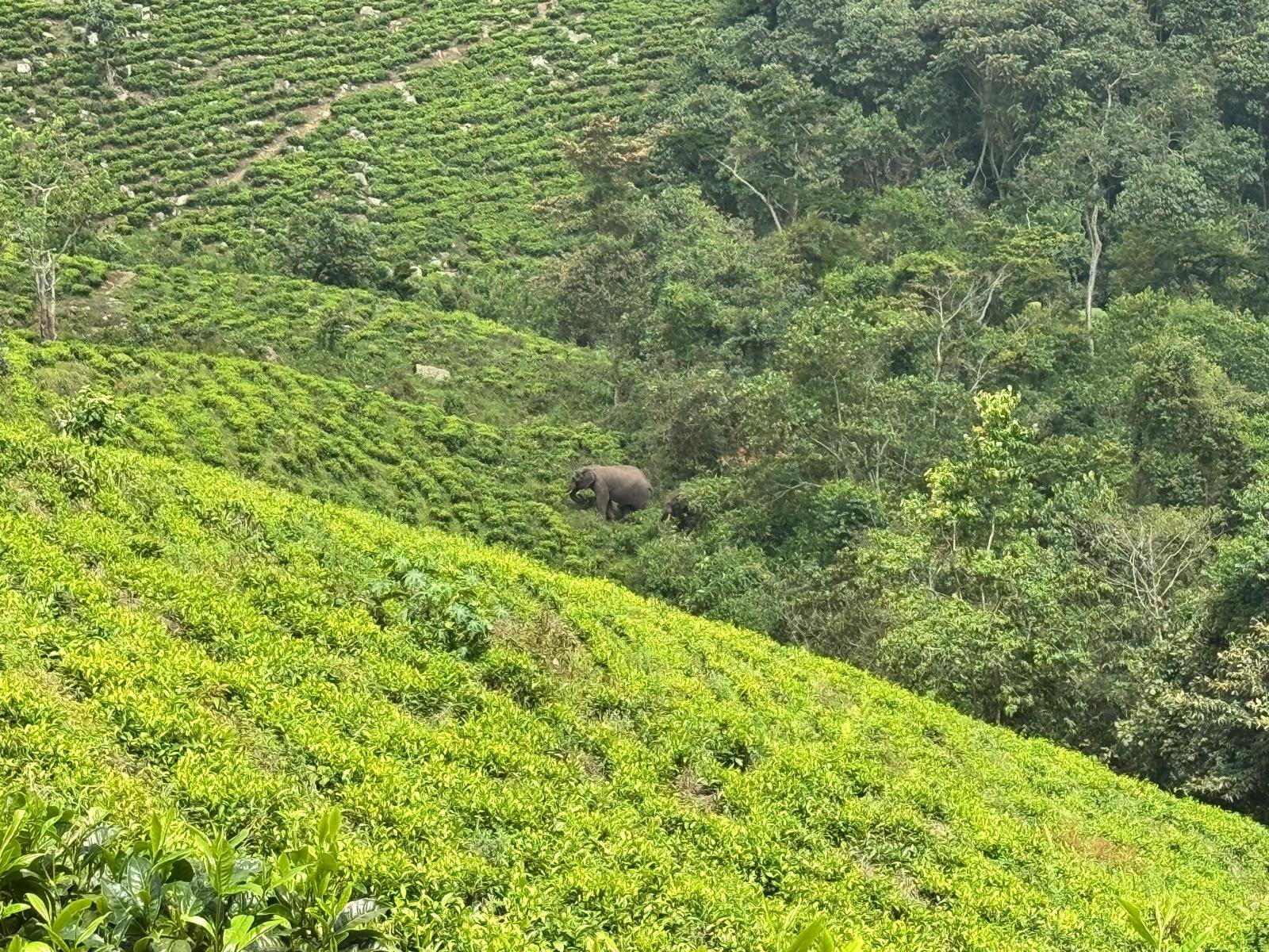 forest elephants seen from bwindi orugano lodge in nkuringo