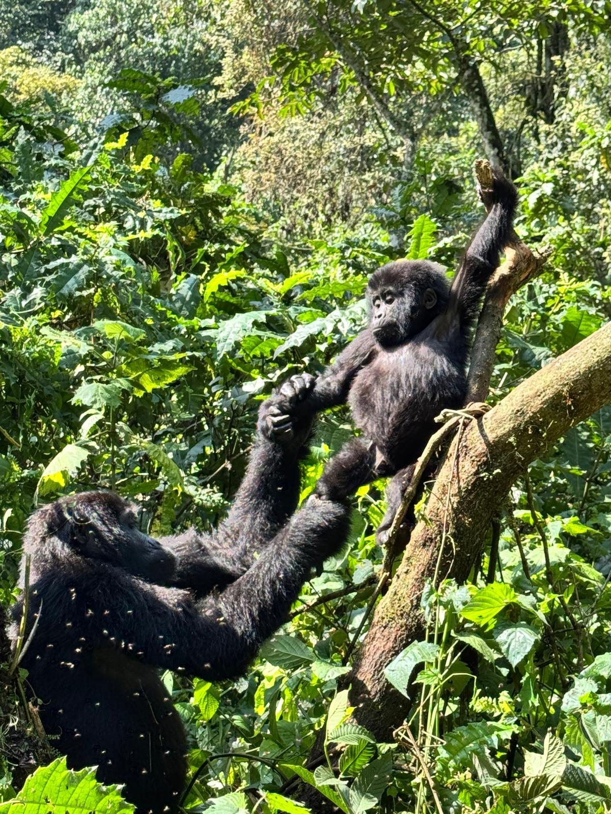 baby and mother gorilla in bwindi forest