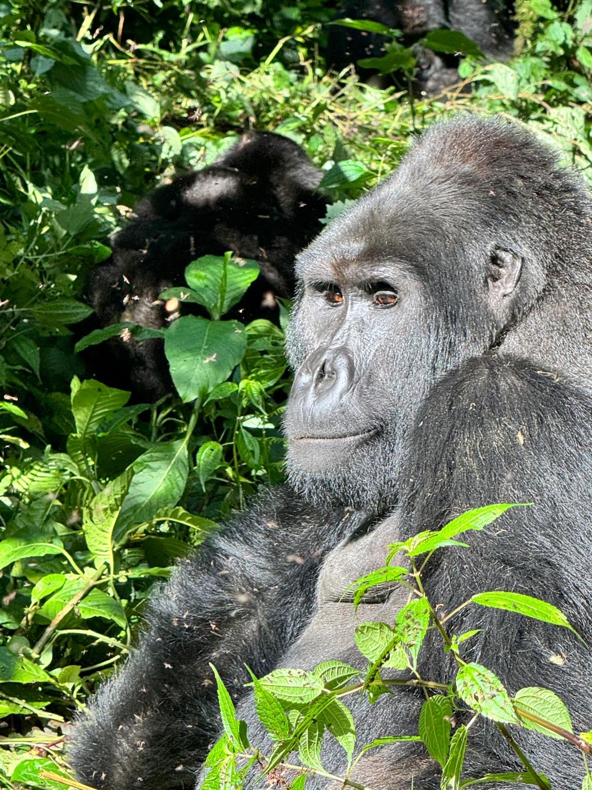 Silverback mountain gorilla close-up face portrait, Uganda