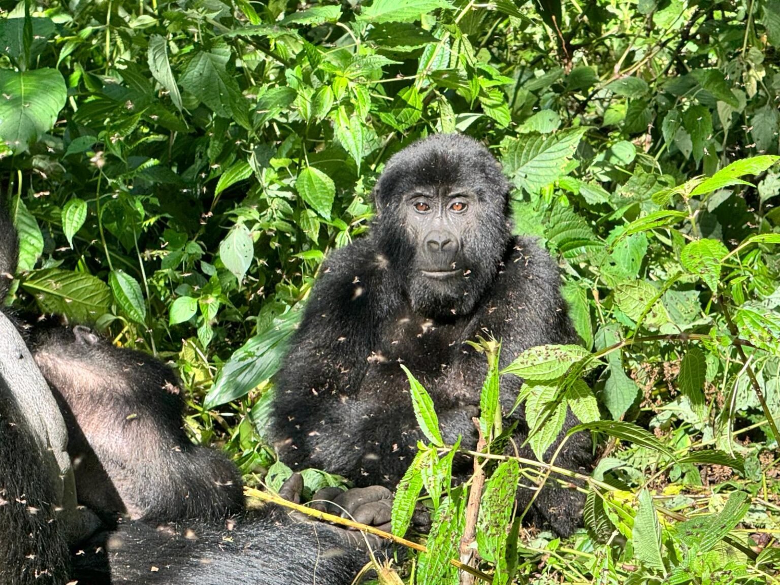 Mountain gorillas resting among dense green forest foliage