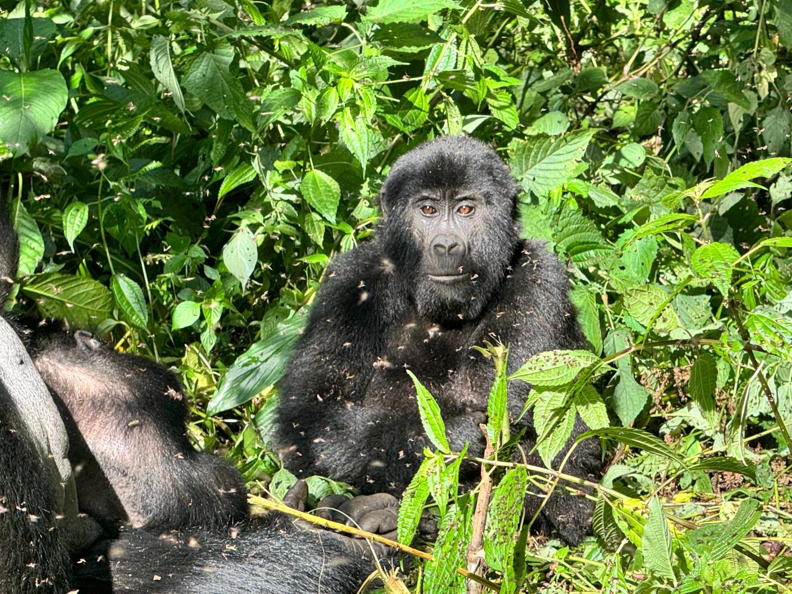 Mountain gorilla resting in green forest foliage, Uganda