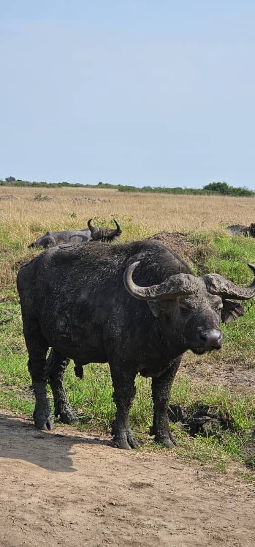 Wildlife safari photo Uganda - Orugano Safaris
