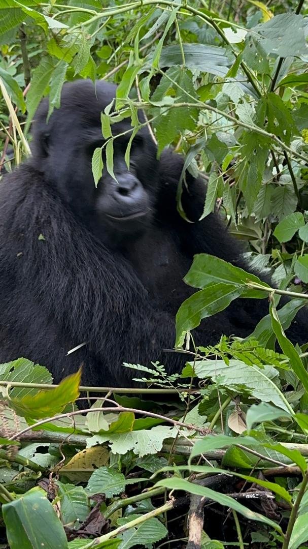 Safari experience in Uganda or Rwanda - Orugano Safaris