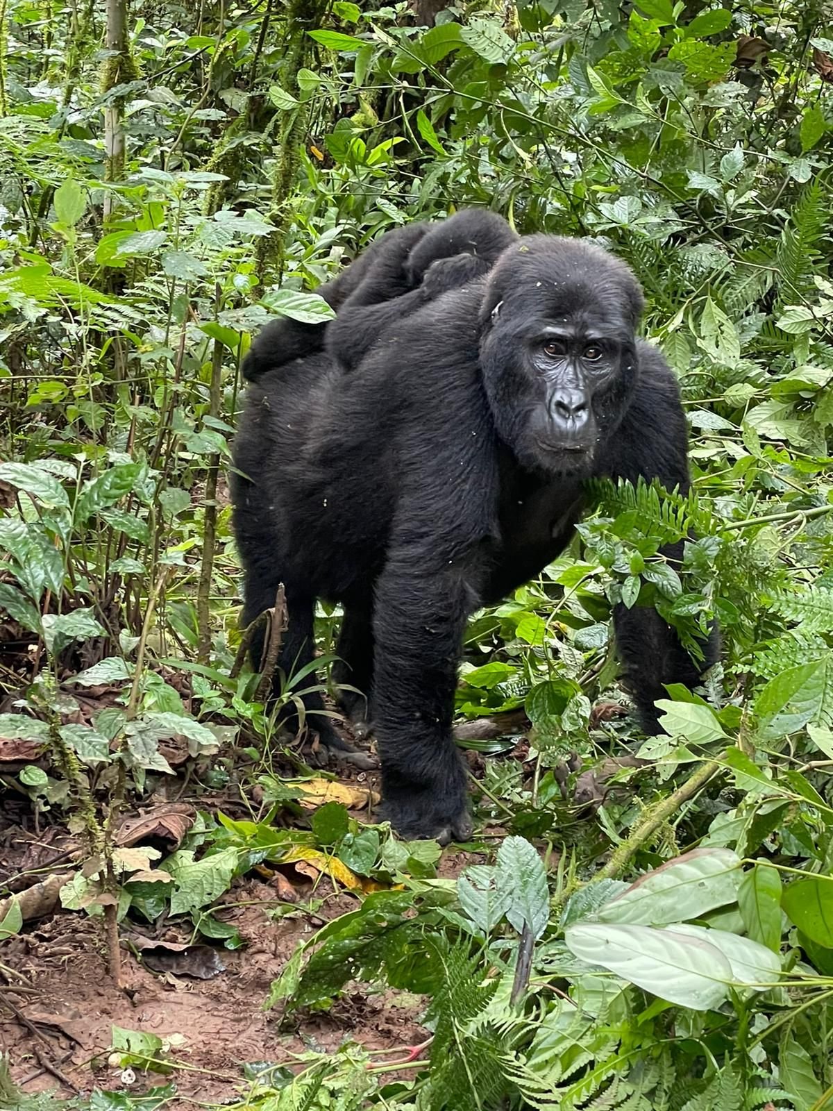 Mountain gorilla standing upright in dense forest vegetation, Bwindi Uganda