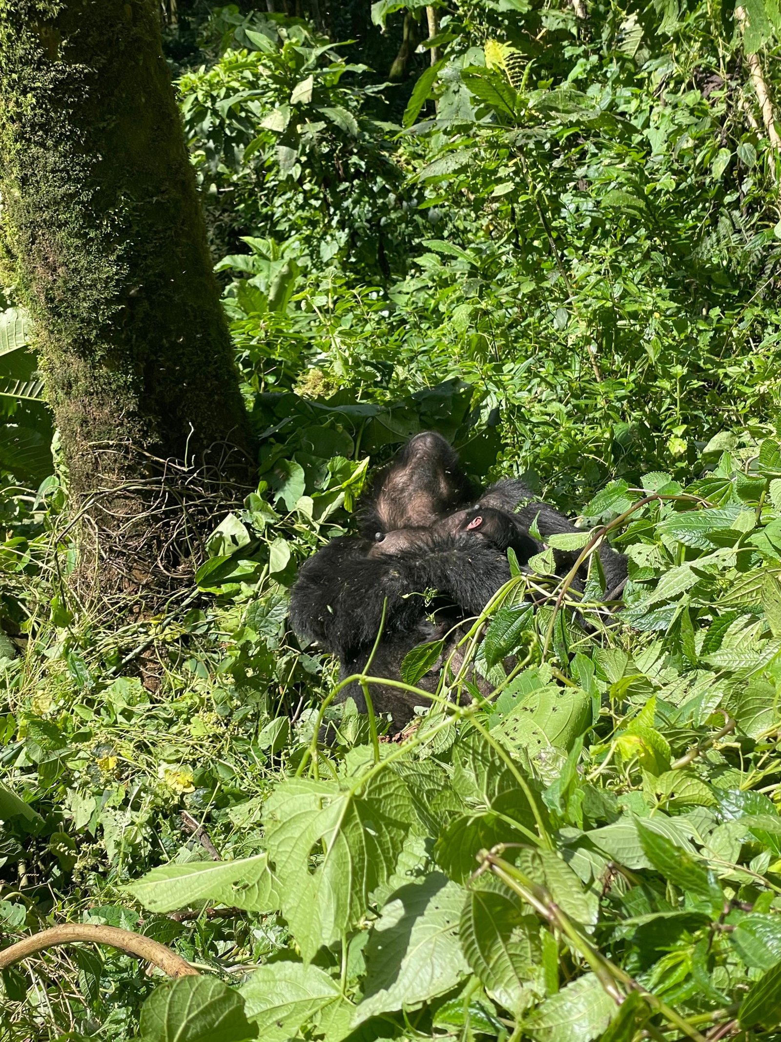 Bwindi gorillas experience