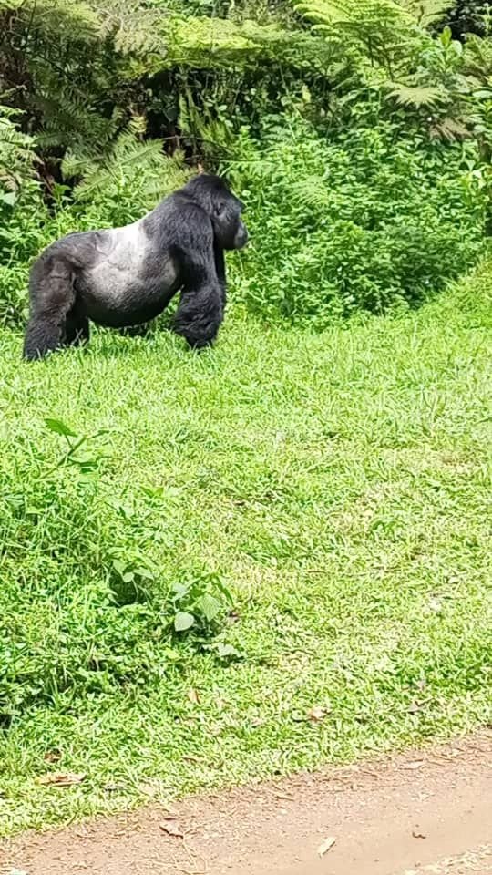 Green lawn area at Bwindi Orugano Safari Lodge, Uganda