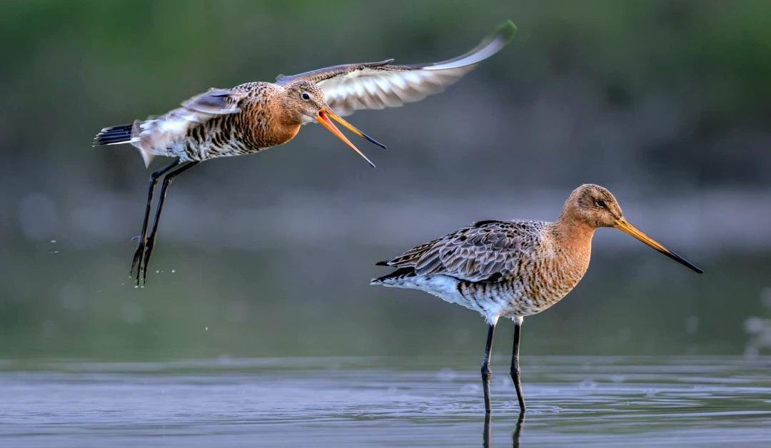 East Africa safari landscape - Orugano Safaris