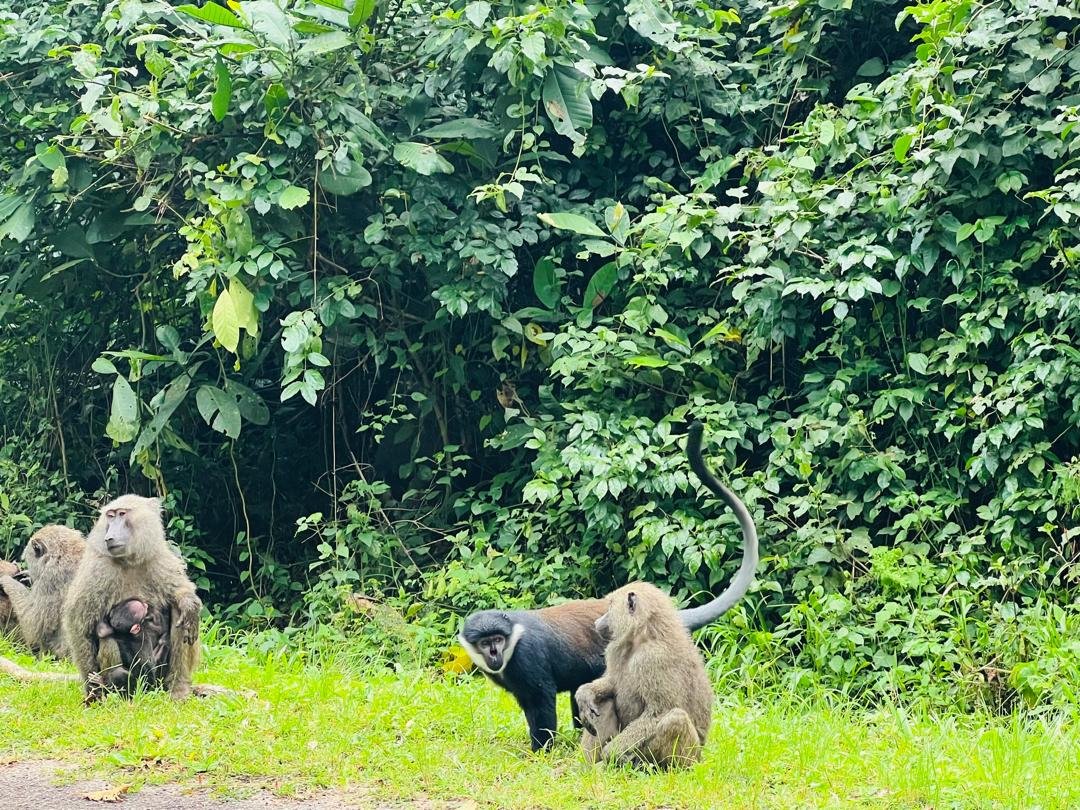 baboons in kibale forest