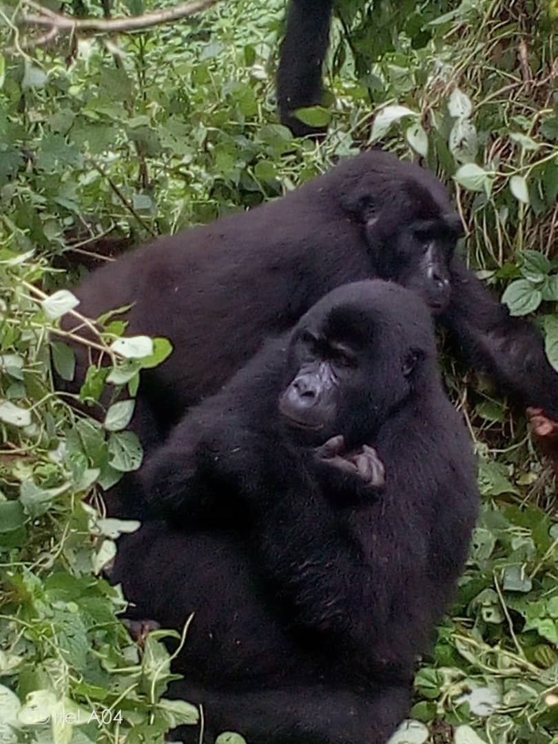 Mountain gorilla close-up in forest foliage, Bwindi Impenetrable Forest Uganda