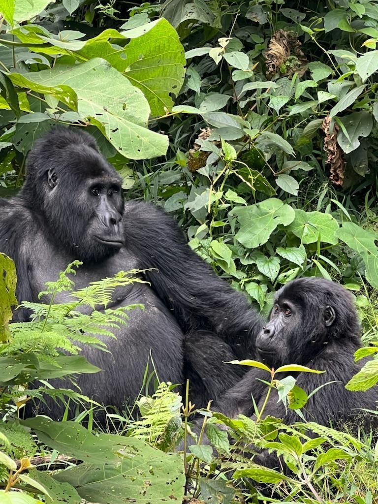 Two mountain gorillas resting in Bwindi Impenetrable Forest, showing the calm reward that can come after a long trek through the forest.