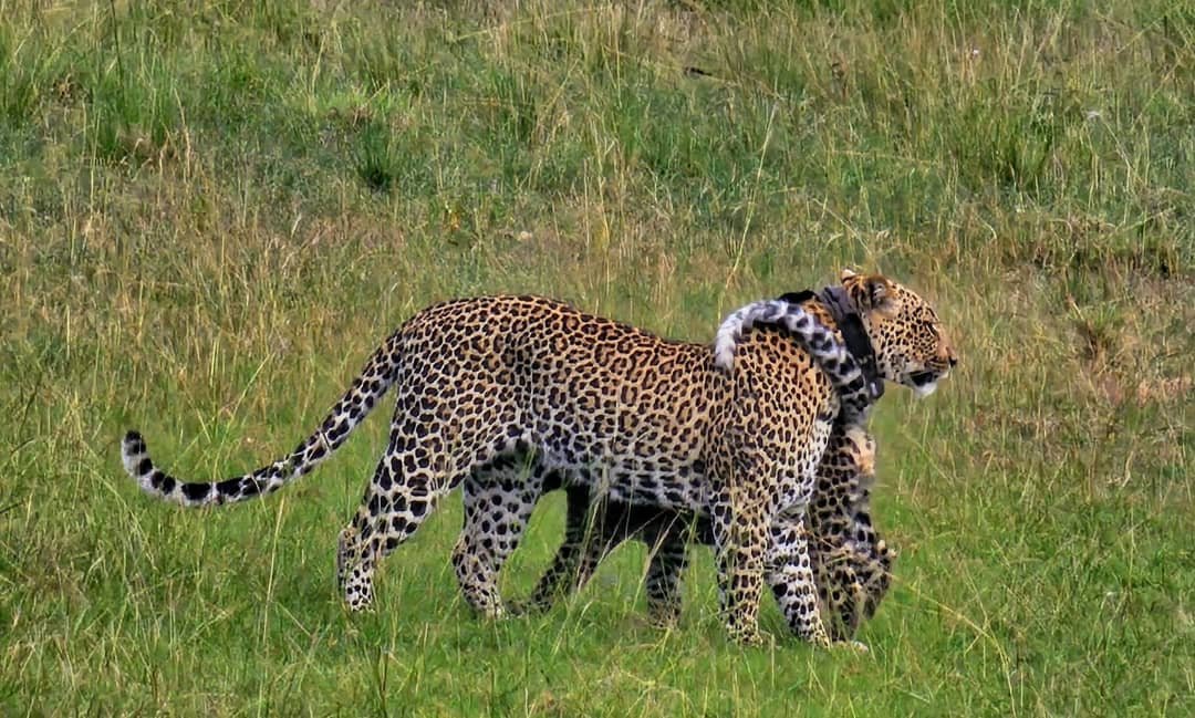 Leopard mother and Cub Orugano Safaris