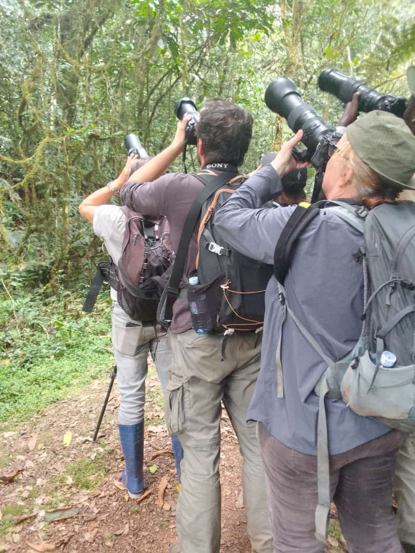 Safari experience in Uganda or Rwanda - Orugano Safaris