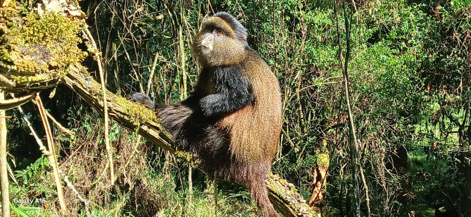 Golden Monkey Sabyinyo Volcanoes | Orugano Safaris Uganda