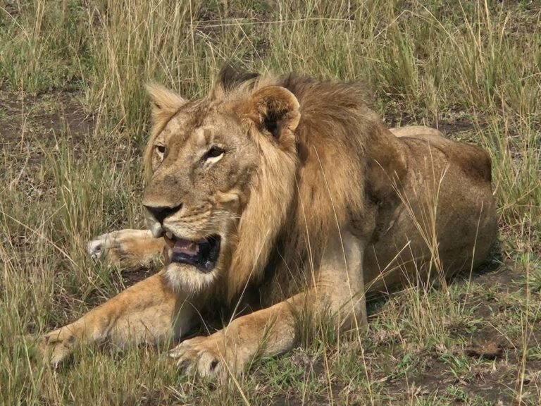 Male lion resting in long grass in the Ishasha sector of Queen Elizabeth National Park