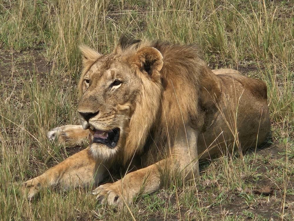Tree climbing lion in Ishasha sector relaxing in Queen elizabeth national park