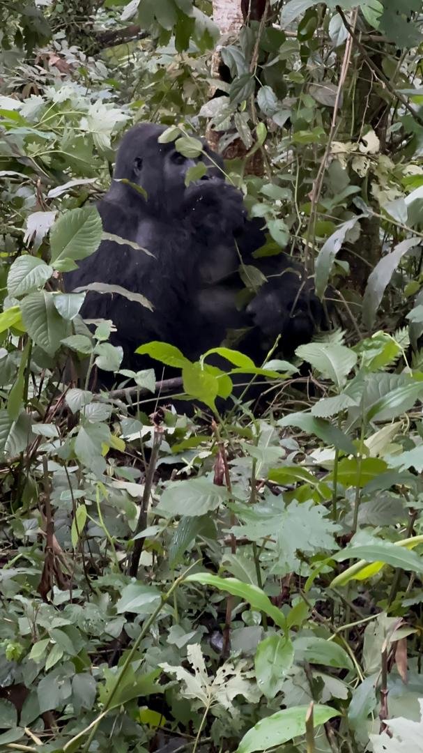 Mountain Gorilla in <a href=