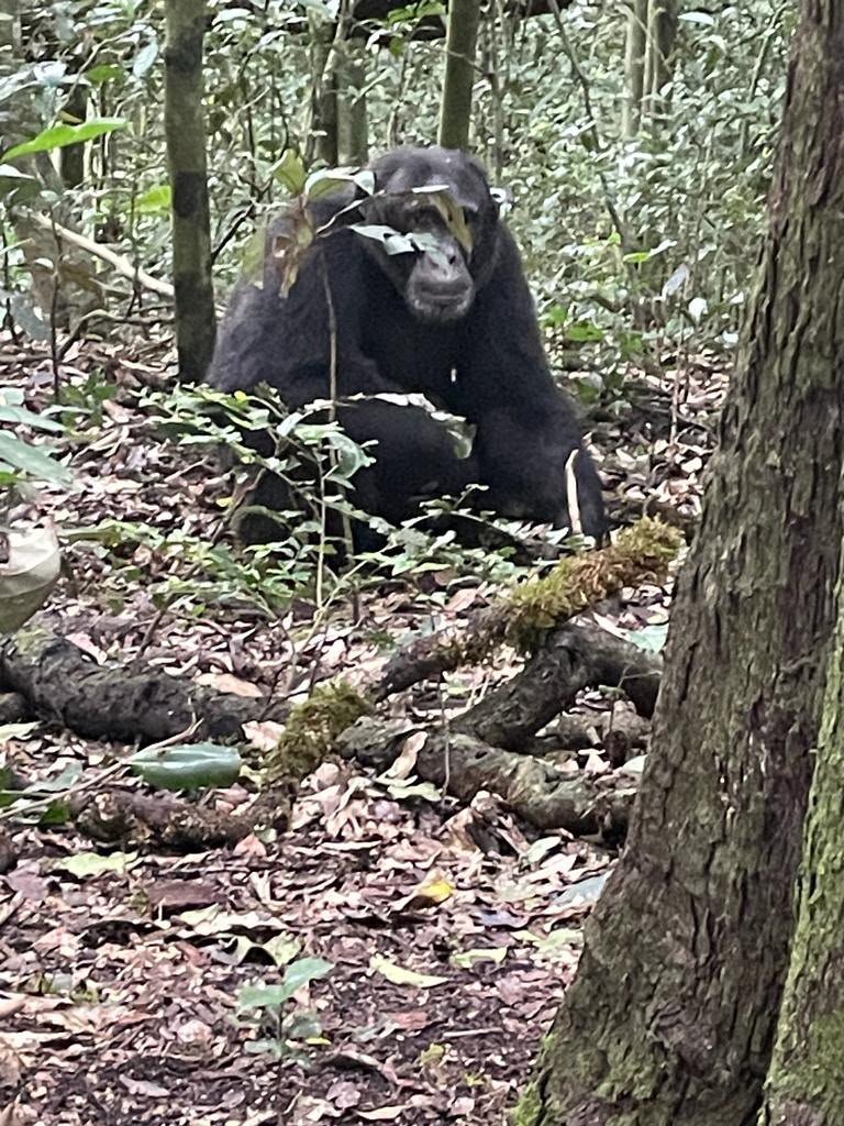 Chimpanzee sitting on the leaf-covered forest floor among tree roots