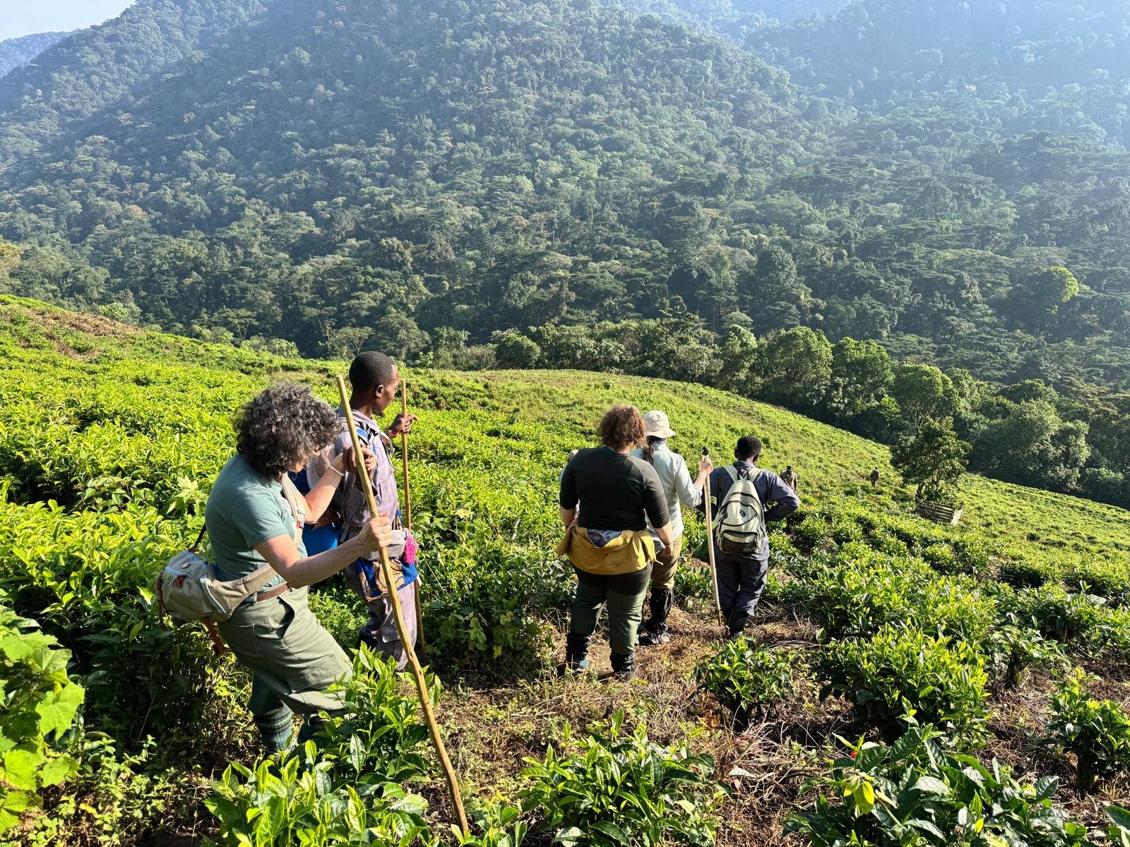 A small group of guests accompanied by a local guide trek through lush green foothills toward the Bwindi Impenetrable Forest