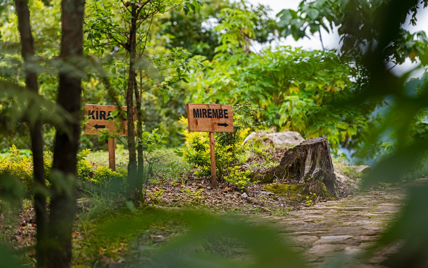 Forest at Orugano Lodge in Bwindi impenetrable forest