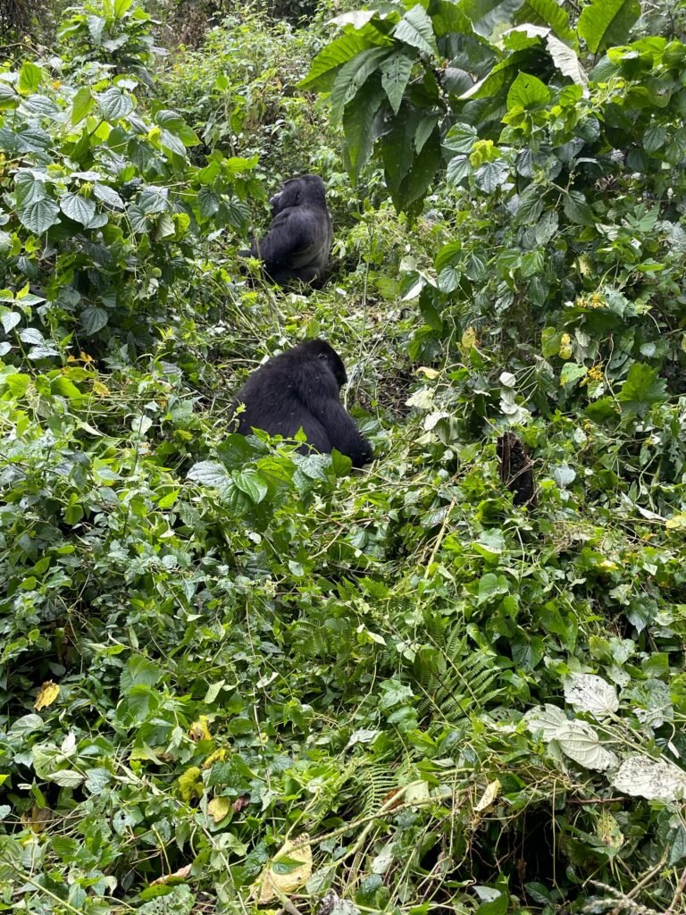 Enjoy Gorillas in volcanoes national park