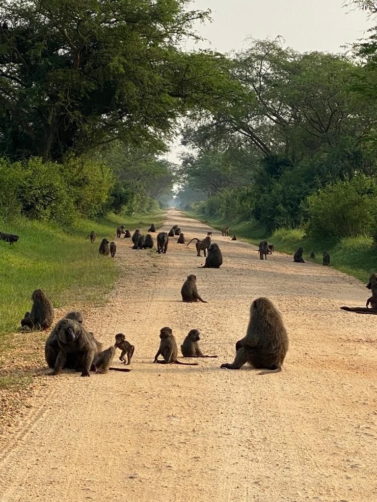 Olive baboons along the road near Kibale National Park