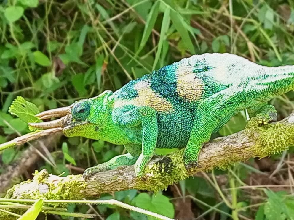 A vibrant male three-horned chameleon (Jackson's chameleon) perched on a mossy branch within the lush vegetation of Bwindi Impenetrable Forest, Uganda. This rare reptile is one of Bwindi’s unique wildlife highlights, often seen during guided nature walks around the Orugano Bwindi Lodge.