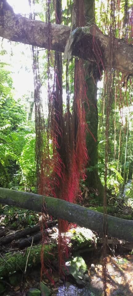 Dense Ugandan rainforest with vivid liana vines, typical of the Kibale canopy structure
